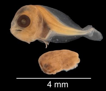 Media type: image; Ichthyology 88935